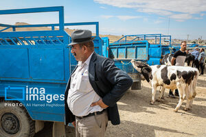 عکس/ بازار دام در آستانه «عید قربان» در صوفیان