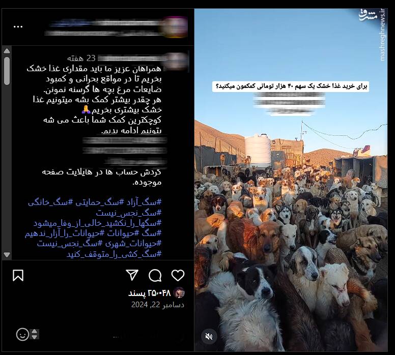 از محبت به ولگردها تا فاجعه اکوسیستم/ روایت یک دامدار از آسیب غذارسانی به سگان ولگرد/ برخورد قاطع دادستانی با سگ‌گردانی در سطح شهرها