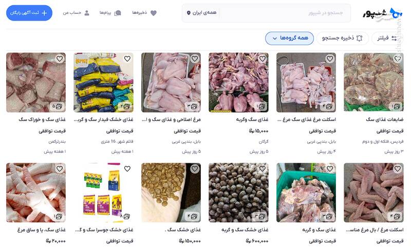 از محبت به ولگردها تا فاجعه اکوسیستم/ روایت یک دامدار از آسیب غذارسانی به سگان ولگرد/ برخورد قاطع دادستانی با سگ‌گردانی در سطح شهرها