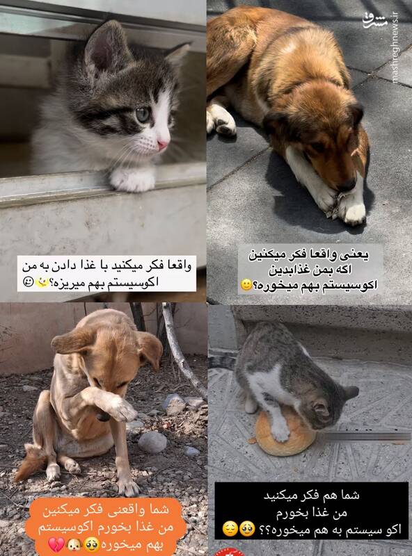 از محبت به ولگردها تا فاجعه اکوسیستم/ روایت یک دامدار از آسیب غذارسانی به سگان ولگرد/ برخورد قاطع دادستانی با سگ‌گردانی در سطح شهرها