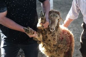 عکس/ مرکز عرضه بهداشتی دام در روز عید قربان