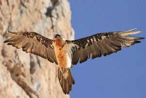 تصویری از پرواز باشکوه هما در ارتفاعات سوادکوه