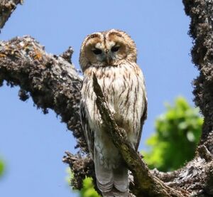 تصویری از ابهت یک جغد جنگلی