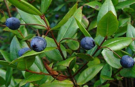 خواص گیاه مورد | خبرگزاری صدا و سیما