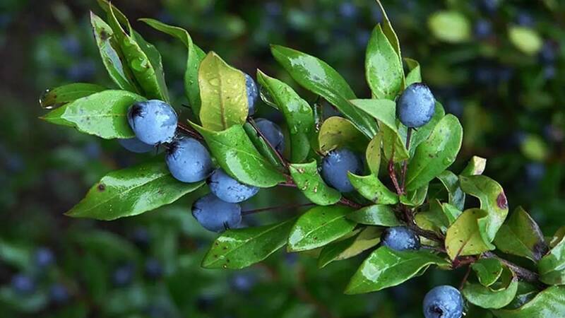 مهمترین خواص گیاه مورد در کمک به درمان افسردگی