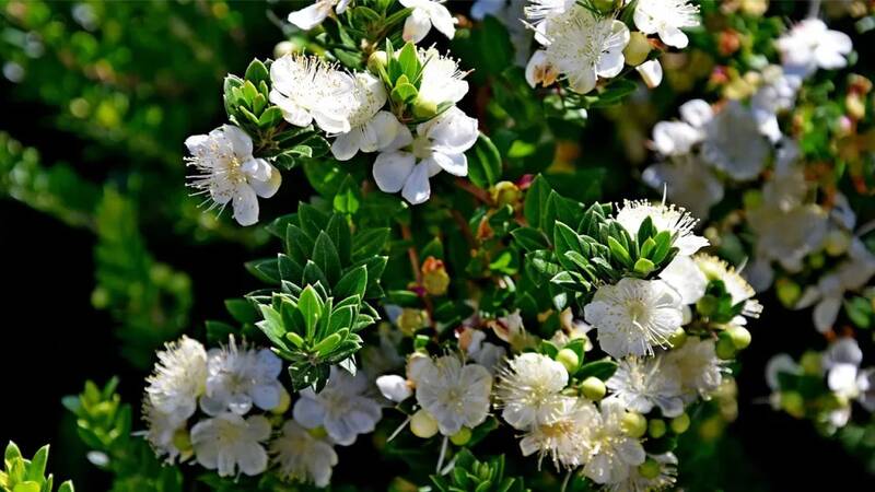 مورد - خواص عصاره برگ درخت مورد برای مو سر | آراکسین