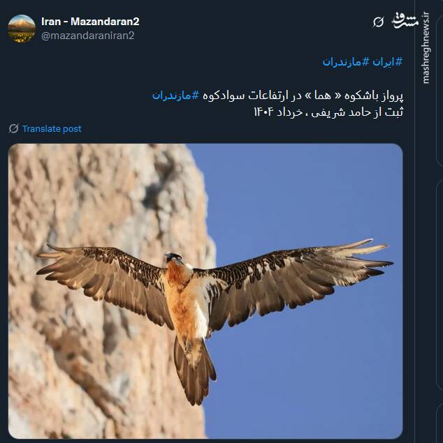 تصویری از پرواز باشکوه هما در ارتفاعات سوادکوه