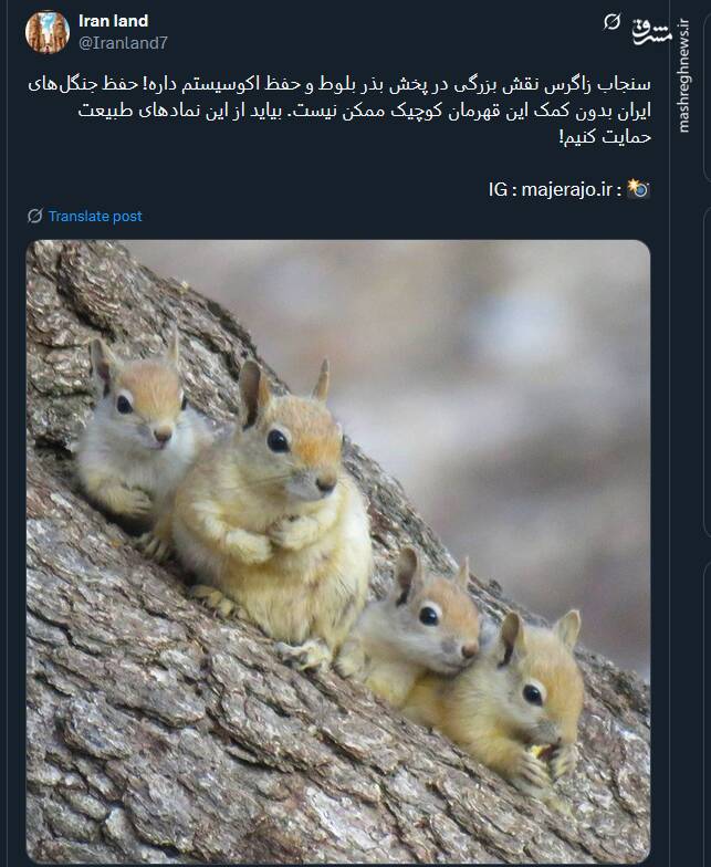 حفظ جنگلهای ایران بدون کمک این قهرمان کوچک ممکن نیست+ عکس