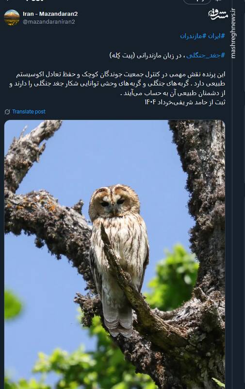 تصویری از ابهت یک جغد جنگلی