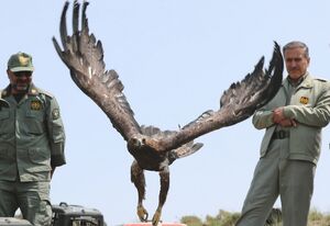 عکس/ بازگشت پرندگان شکاری‌ به آسمان الوند