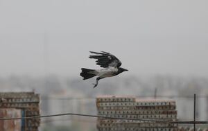 عکس/ مشهد غرق در آلودگی