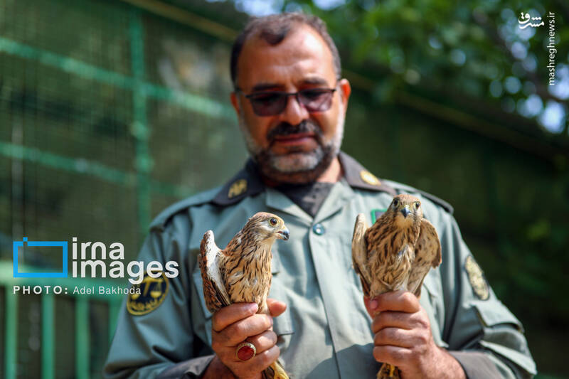 عکس / بازگشت پرندگان شکاری به آسمان الوند 22