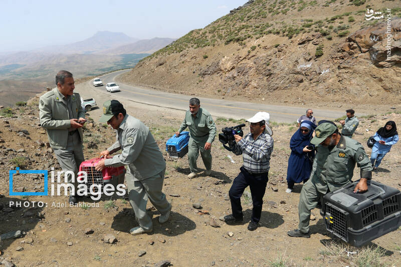 عکس / بازگشت پرندگان شکاری به آسمان الوند 20