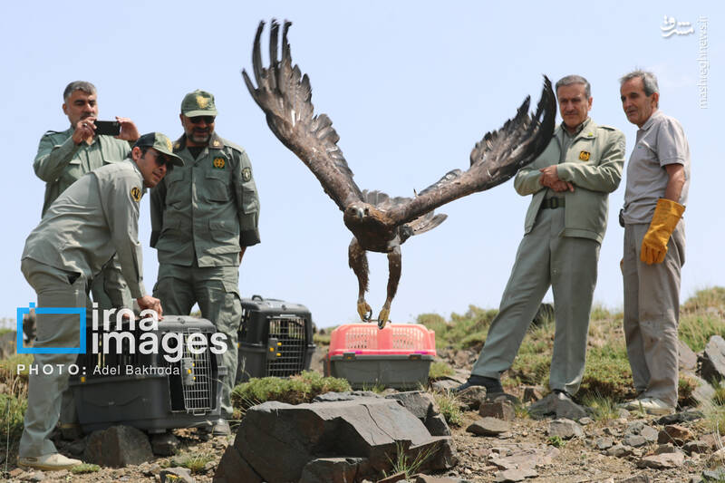 عکس / بازگشت پرندگان شکاری به آسمان الوند 14