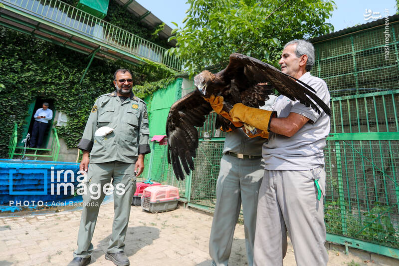 عکس / بازگشت پرندگان شکاری به آسمان الوند 4