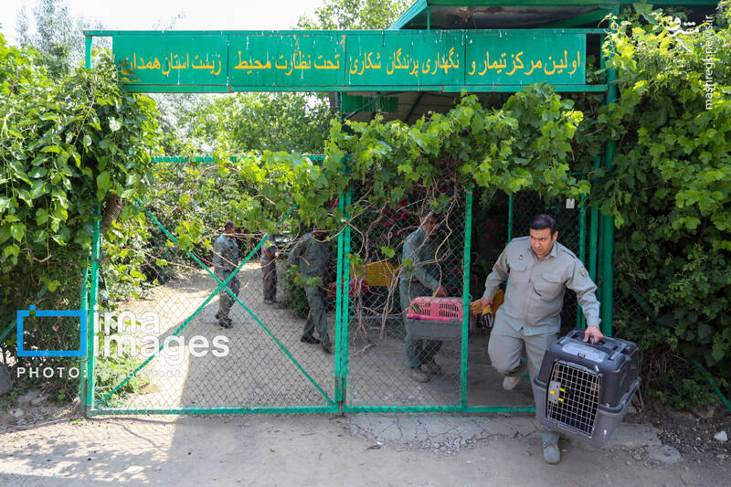 عکس / بازگشت پرندگان شکاری به آسمان الوند 2
