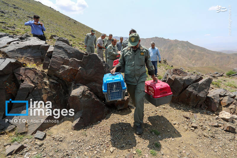 عکس / بازگشت پرندگان شکاری به آسمان الوند