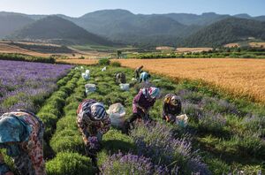 عکس/ برداشت "اسطوخودوس" در آزادشهر