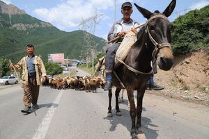 عکس/ کوچ احشام به مراتع ییلاقی