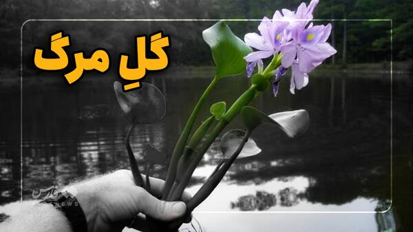تالاب،سنبل