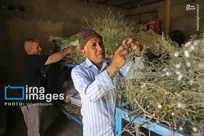 عکس / ابریشم جرگلان؛ از پیله تا فرش ترکمن 28