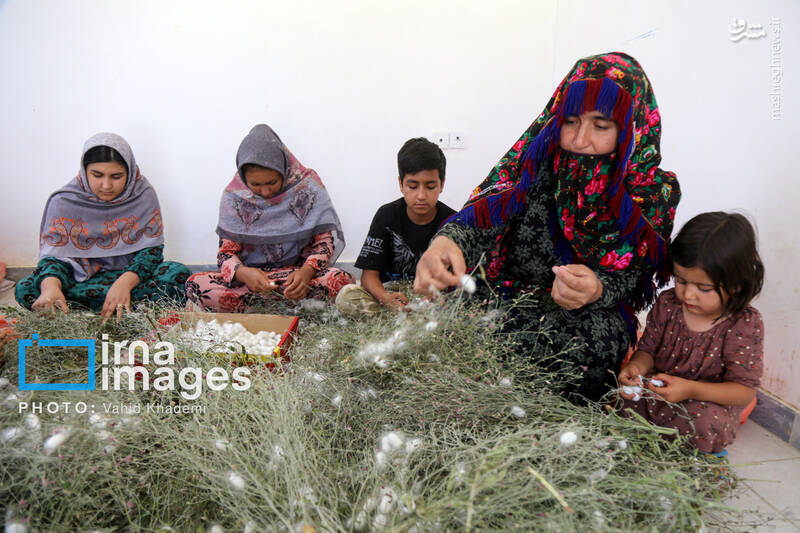 عکس / ابریشم جرگلان؛ از پیله تا فرش ترکمن 25