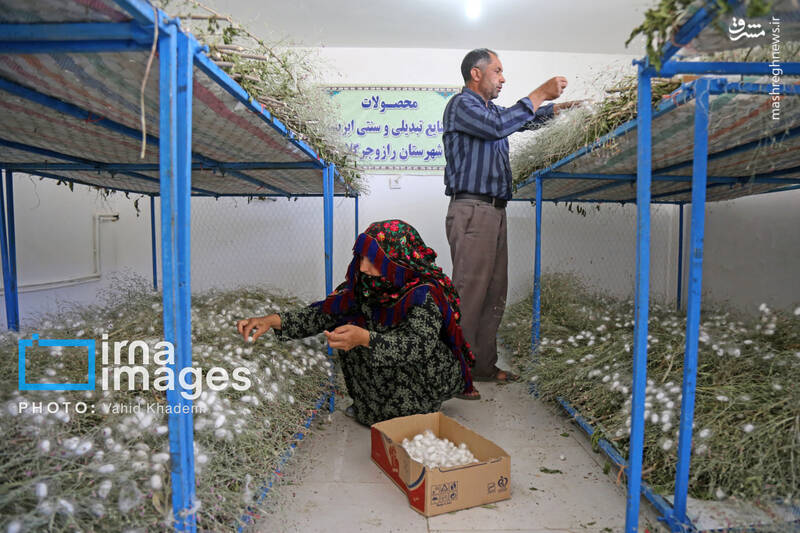 عکس / ابریشم جرگلان؛ از پیله تا فرش ترکمن 23