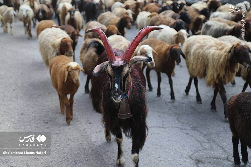 عکس / کوچ احشام به مراتع ییلاقی 19