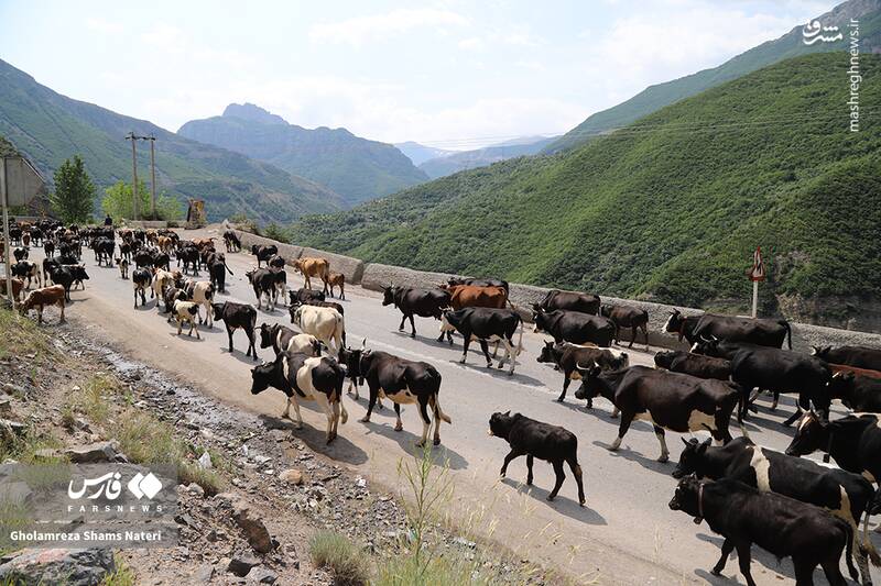 عکس / کوچ احشام به مراتع ییلاقی 14