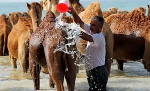 فیلم / حمام شترها در آب‌های قشم