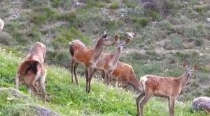 امکان نابودی اقامتگاه مرال های قرمز هیرکانی+ فیلم