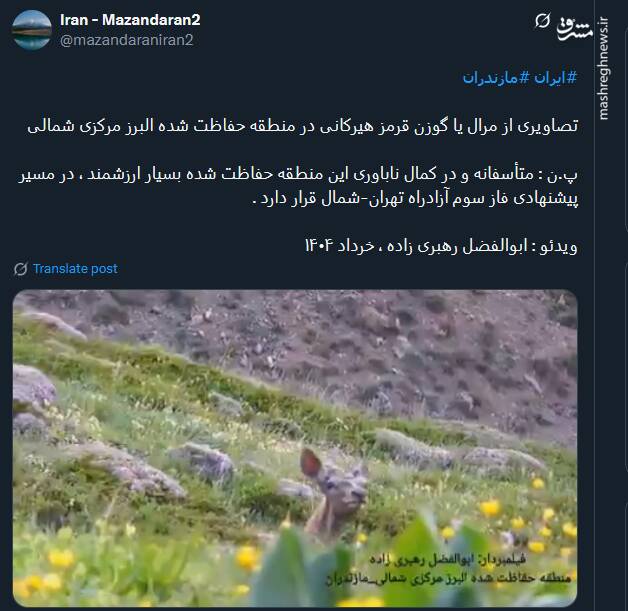 امکان نابودی اقامتگاه مرال های قرمز هیرکانی + فیلم