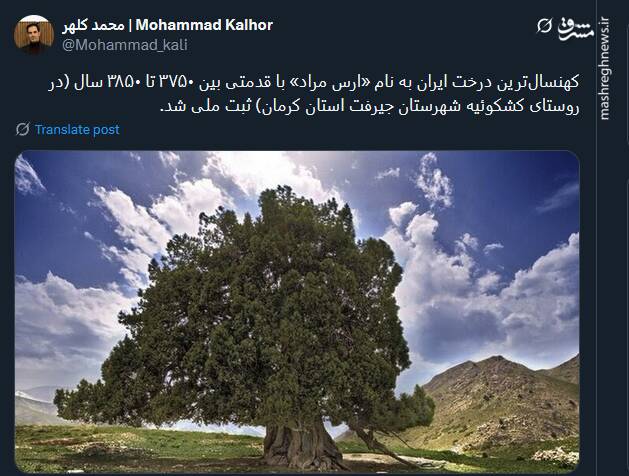 ثبت ملی کهنسالترین درخت ایران به نام «ارس مراد»+ عکس