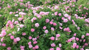 برگزاری جشنواره گلاب گیری در مراغه