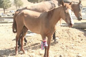 عکس/ حمله رژیم صهیونیستی به ۲ اصطبل پرورش اسب در کرمانشاه