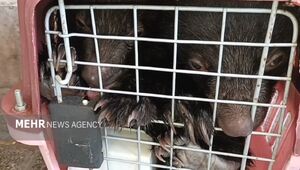 کشف قاچاق توله خرسهای کمیاب در خودروی سواری