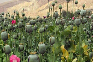 محموله بزرگ مواد مخدر در زردین کشف شد
