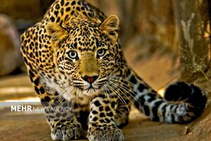 شکار لحظه‌ای پلنگ ایرانی با دوربین‌های تله‌ای در ارتفاعات رودافشان