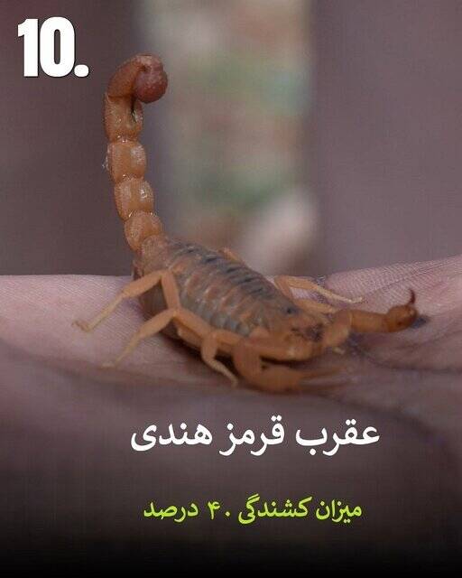 به این حیوانات سمی هیچوقت نزدیک نشود