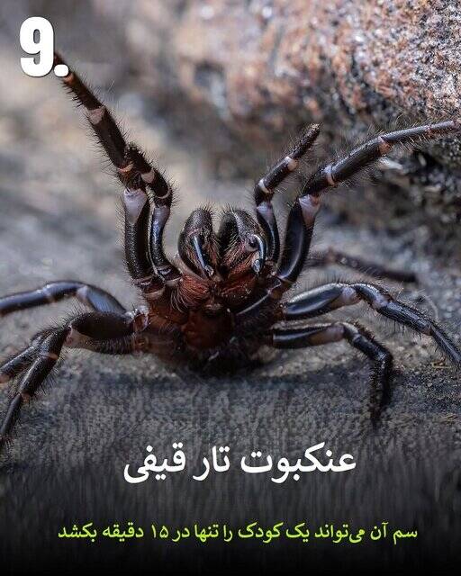 به این حیوانات سمی هیچوقت نزدیک نشود