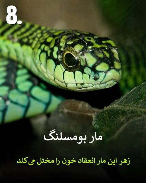 به این حیوانات سمی هیچوقت نزدیک نشود