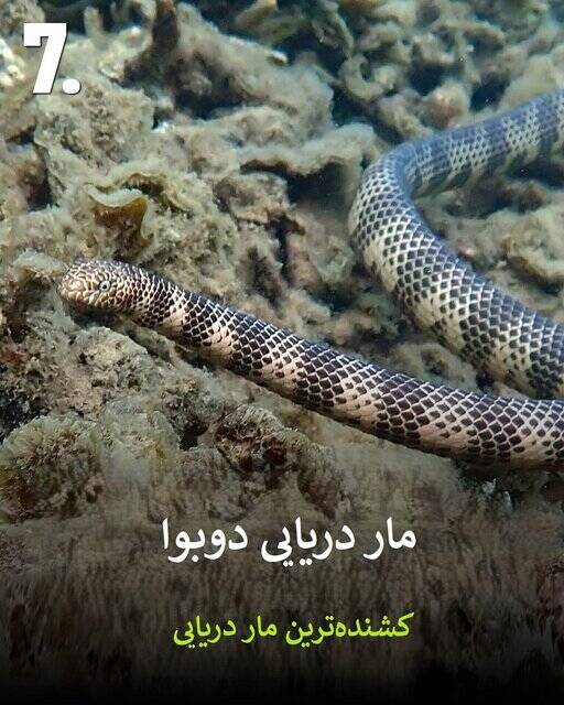 به این حیوانات سمی هیچوقت نزدیک نشود