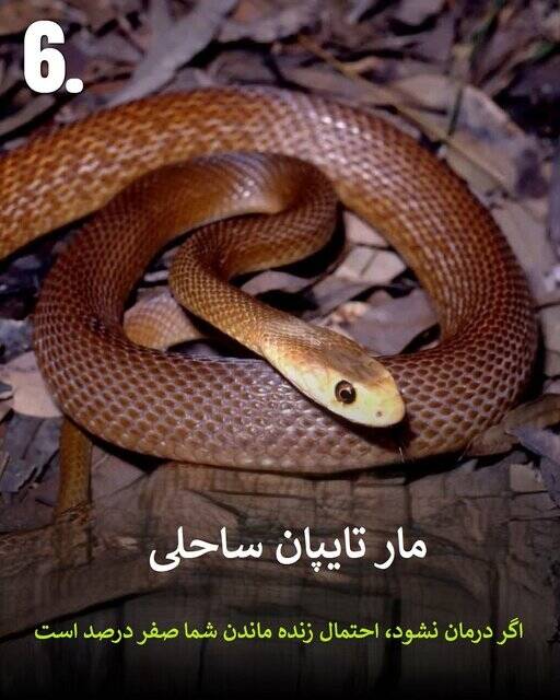 به این حیوانات سمی هیچوقت نزدیک نشود
