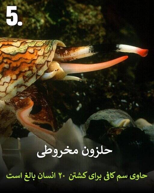 به این حیوانات سمی هیچوقت نزدیک نشود