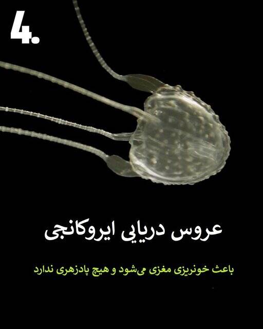 به این حیوانات سمی هیچوقت نزدیک نشود