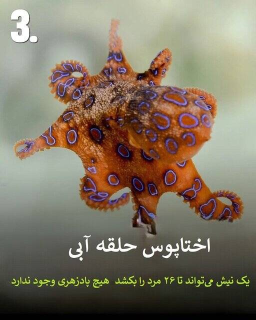 به این حیوانات سمی هیچوقت نزدیک نشود