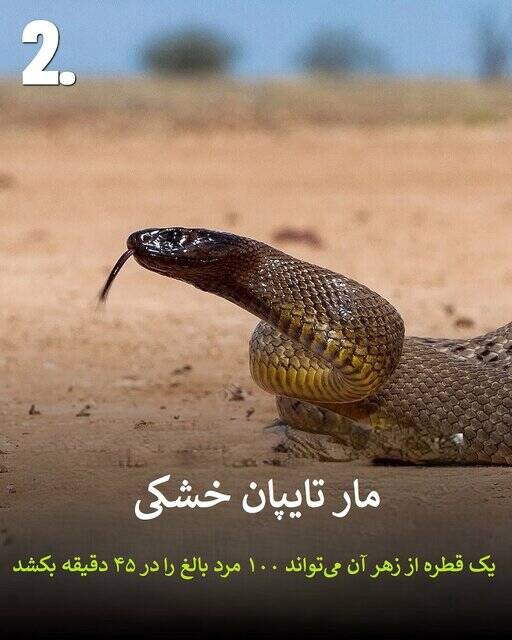 به این حیوانات سمی هیچوقت نزدیک نشود