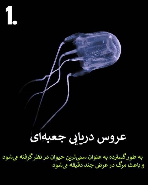 به این حیوانات سمی هیچوقت نزدیک نشود