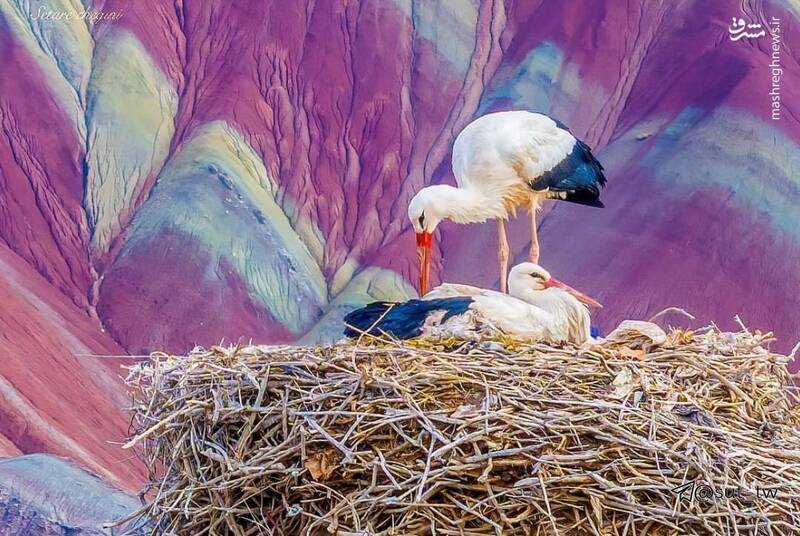 تصاویری تماشایی از لکلکهای قلعهسنگی