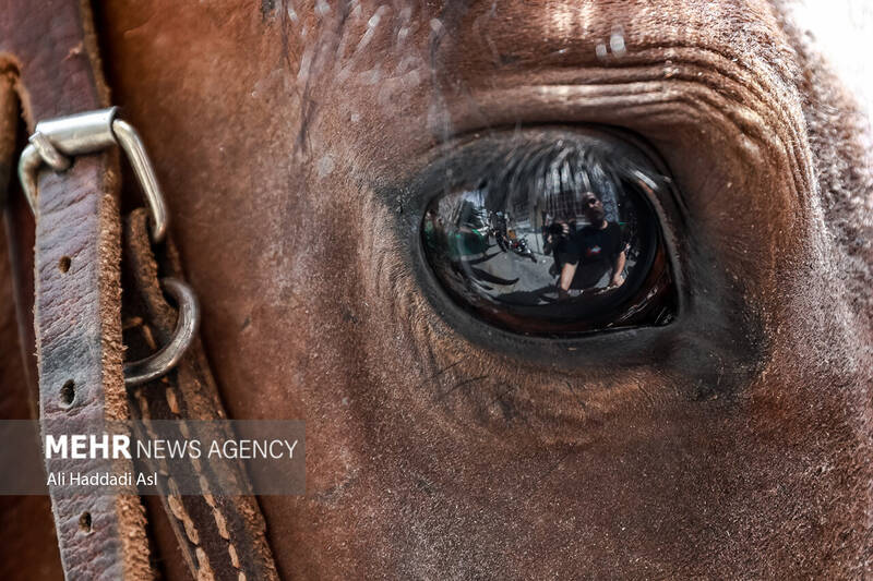 تاسوعای حسینی(ع) در هیئت کربلایی های مقیم تهران